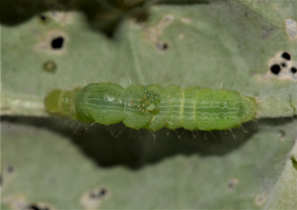 Bruchi di...  Chrysodeixis chalcites (cfr.) - Noctuidae